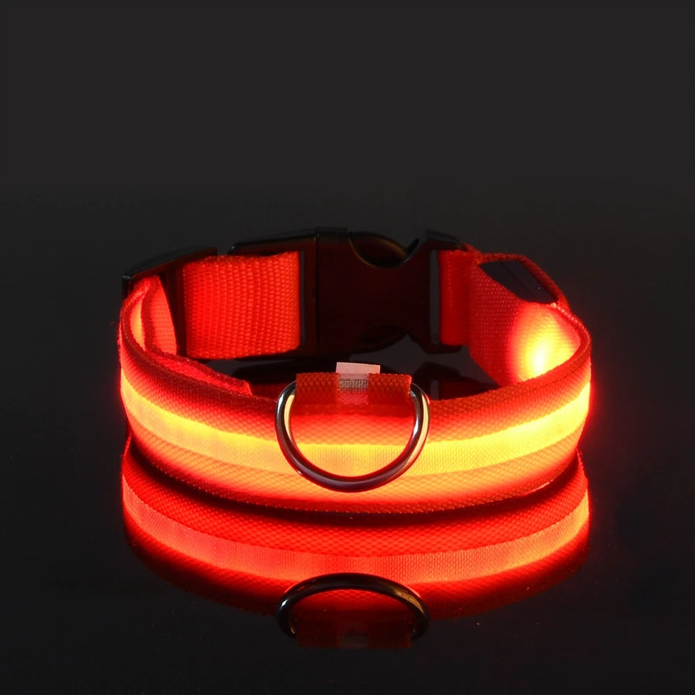Glow Dog Leash with LED: Bright, Safe Evening Walks