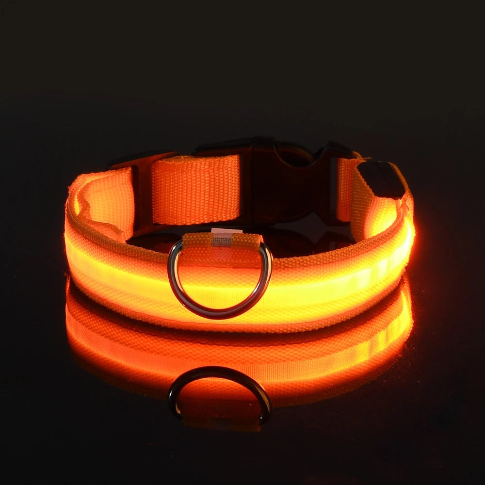 Glow Dog Leash with LED: Bright, Safe Evening Walks